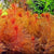 Myriophyllum Heterophyllum Myrio Red