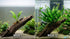 Java Fern (Microsorum pteropus) – Easy Live Freshwater Aquarium Plant