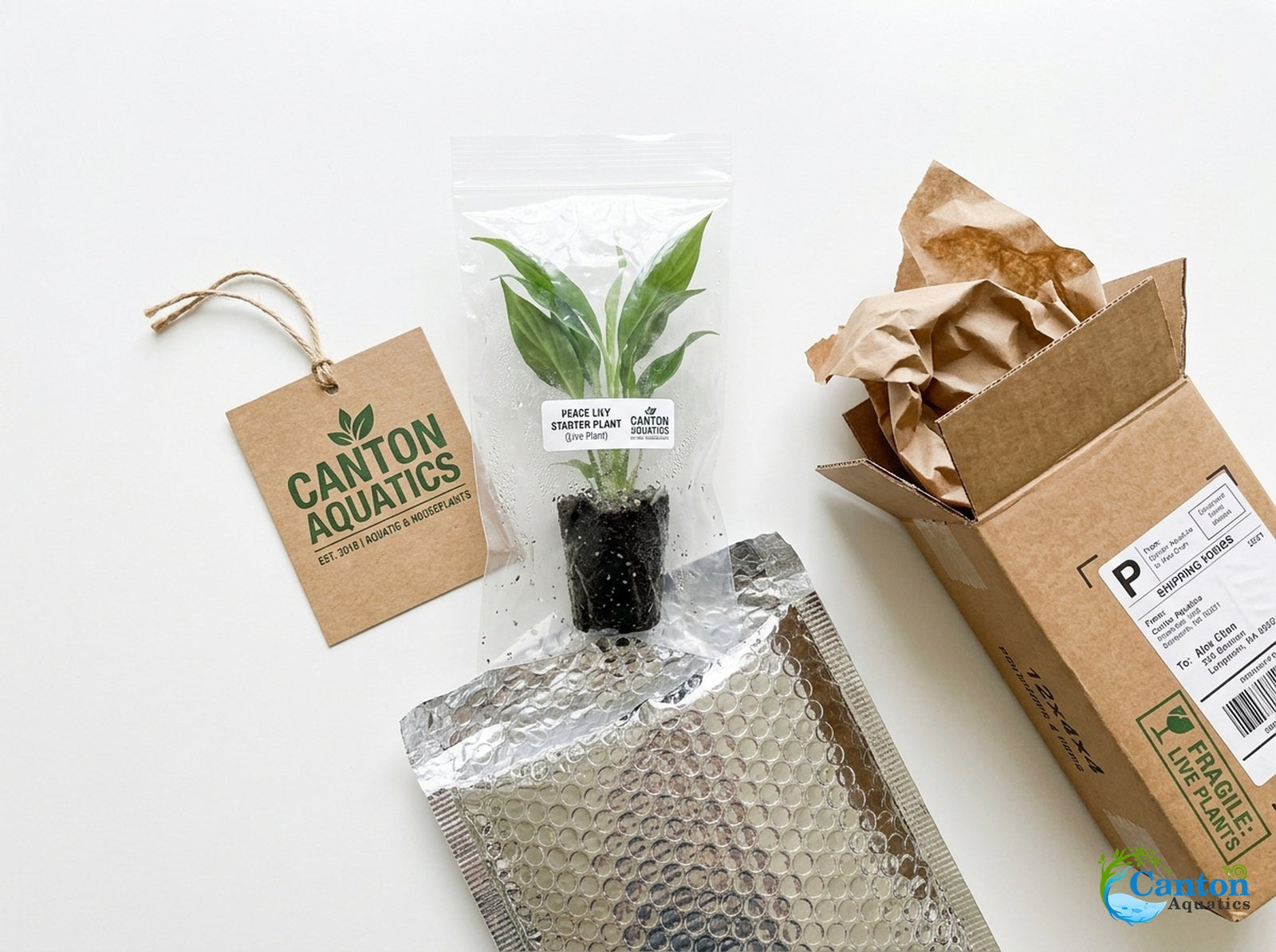 Spathiphyllum (Peace Lily) Rooted Starter Plant 3 Pack