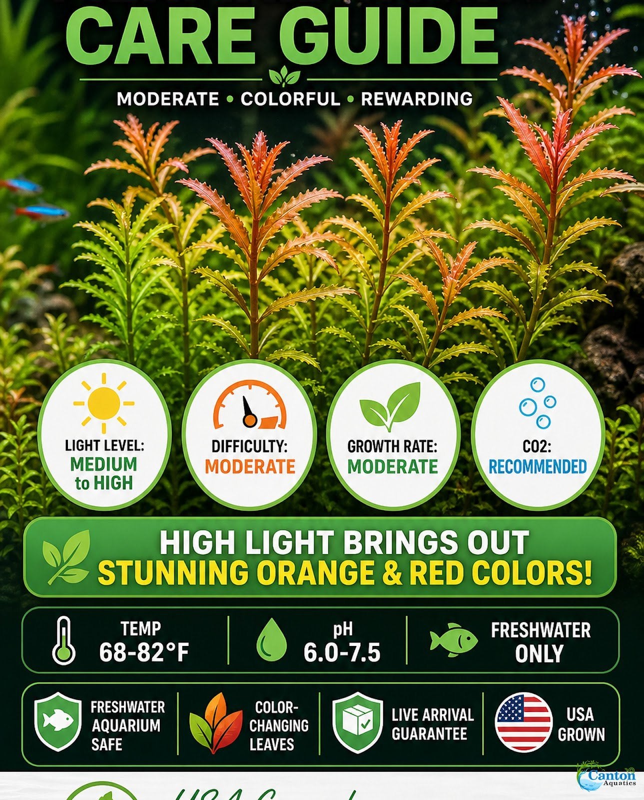Mermaid Hygro (Proserpinaca palustris) – Live Aquarium Plant