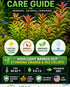 Mermaid Hygro (Proserpinaca palustris) – Live Aquarium Plant
