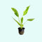 Marble Queen Sword (Echinodorus cordifolius) – Live Aquarium Plant
