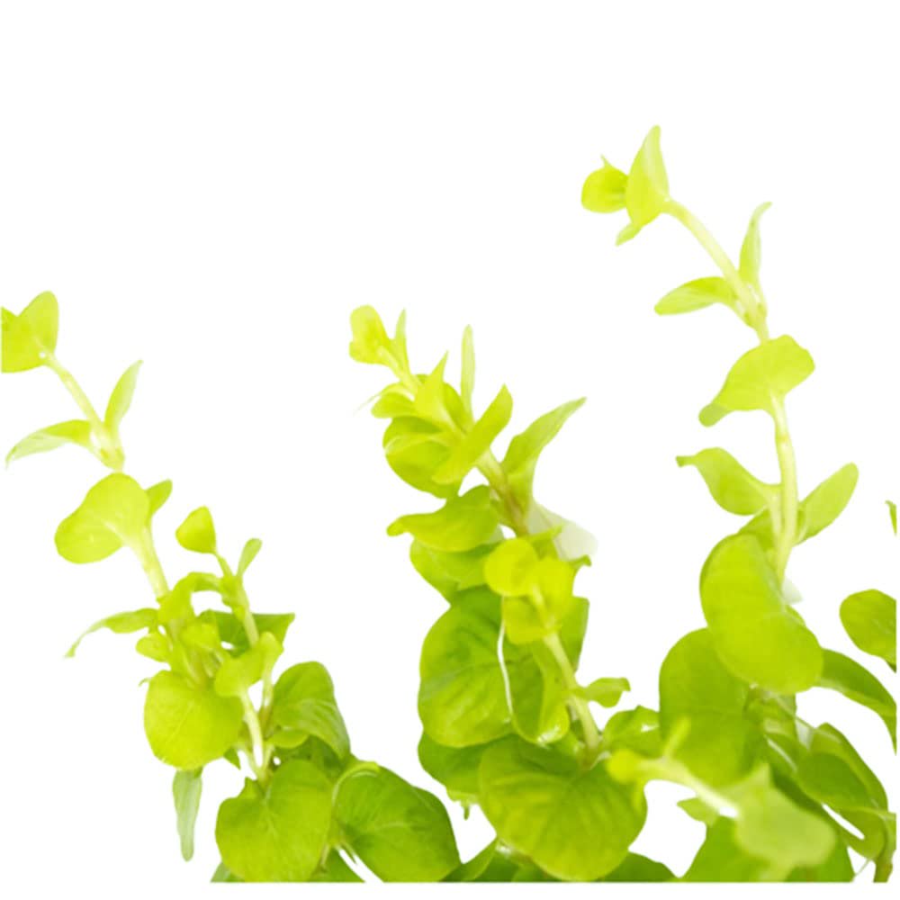 Lloydiella (Lysimachia nummularia) – Creeping Jenny Live Aquarium Plant