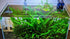 Java Fern (Microsorum Pteropus) on Mat