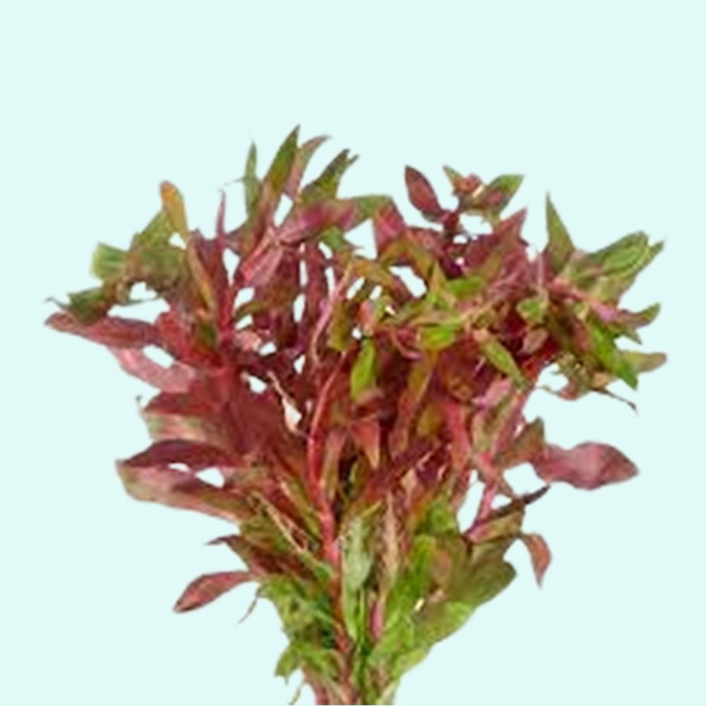 Ammania senegalensis – Live Freshwater Aquarium Plant - Image 3 of 43
