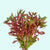 Ammania senegalensis – Live Freshwater Aquarium Plant - Image 3 of 43