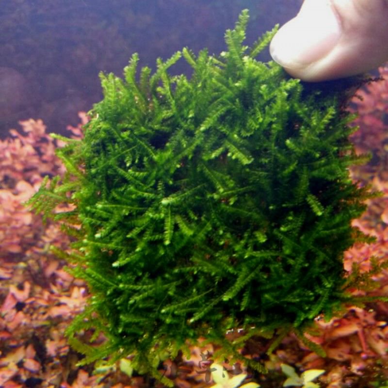 Weeping Moss (Vesicularia ferriei) – Live Freshwater Aquarium Plant