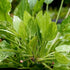 Marble Queen Sword (Echinodorus cordifolius) – Live Aquarium Plant