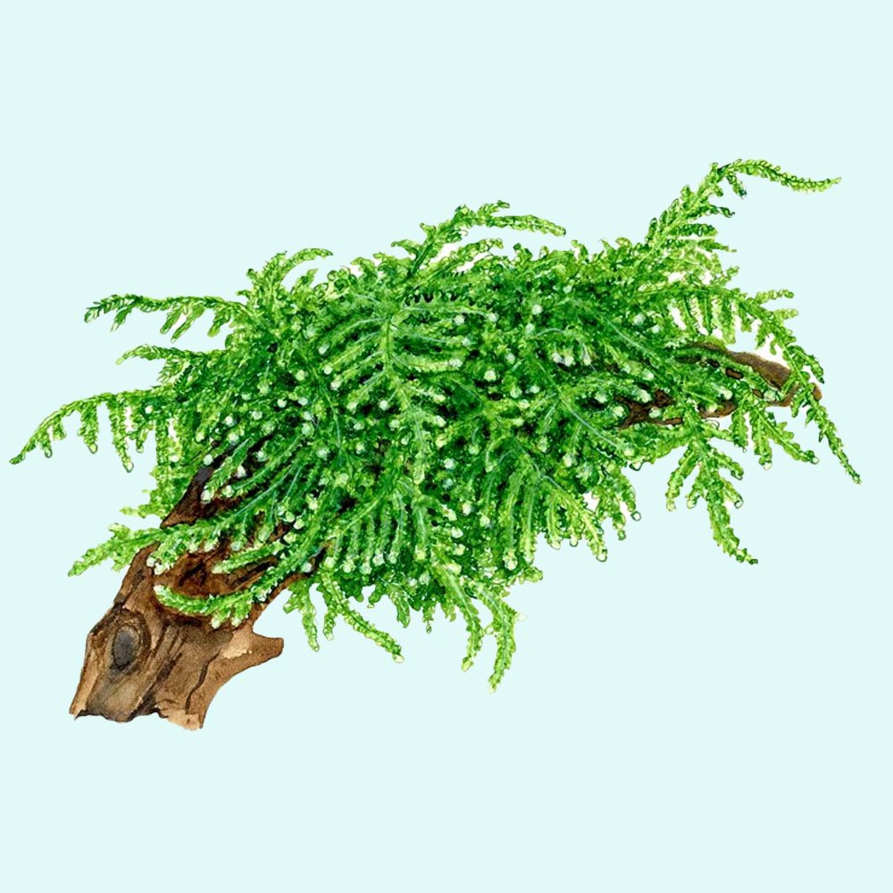 Weeping Moss (Vesicularia ferriei) – Live Freshwater Aquarium Plant