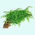 Weeping Moss (Vesicularia ferriei) – Live Freshwater Aquarium Plant