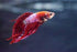 Kanaplex – Broad-Spectrum Antibiotic for Freshwater & Saltwater Aquariums