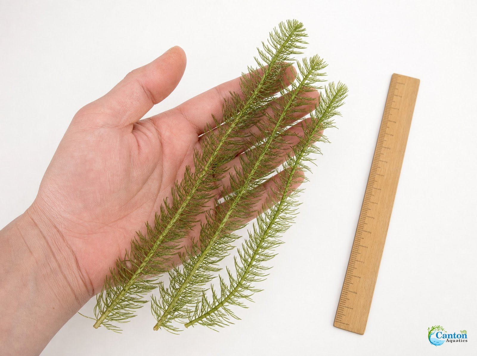 Hornwort Bunch