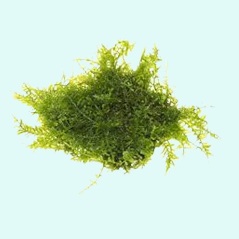 Christmas Moss Vesicularia Montagnei