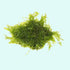 Christmas Moss Vesicularia Montagnei