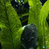 Beginner Live Aquarium Plants Bundle 3 to 75 Assorted Easy Plants for Fish Tanks