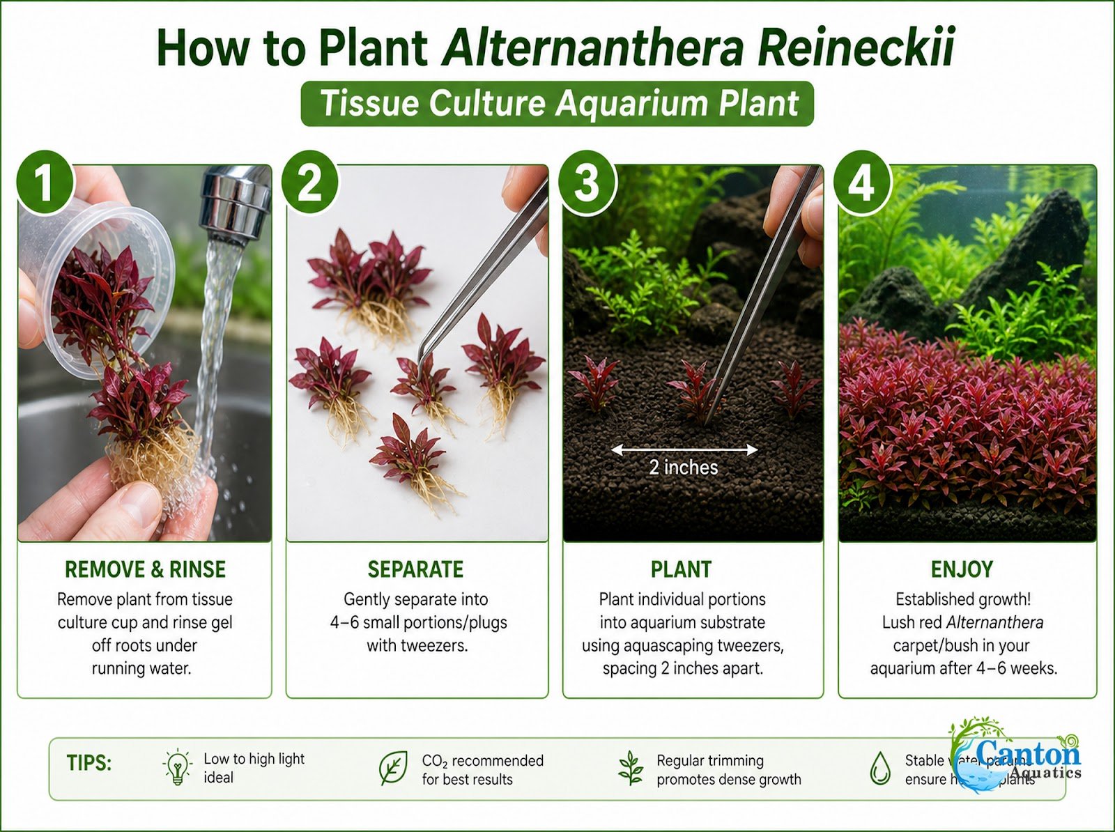 Alternanthera reineckii ‘Mini’ – Tissue Culture Aquarium Plant