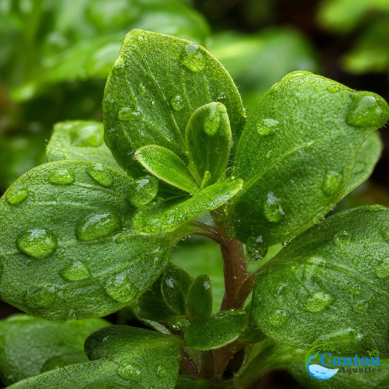 CANTON AQUATICS Staurogyne S Repens Plants - Long Lasting & Easy to Care - Promote High Water Quality and Fast - Growing Live Freshwater Carpet Plant for Aquascaping - 5X Clumps Plants