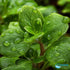 CANTON AQUATICS Staurogyne S Repens Plants - Long Lasting & Easy to Care - Promote High Water Quality and Fast - Growing Live Freshwater Carpet Plant for Aquascaping - 5X Clumps Plants