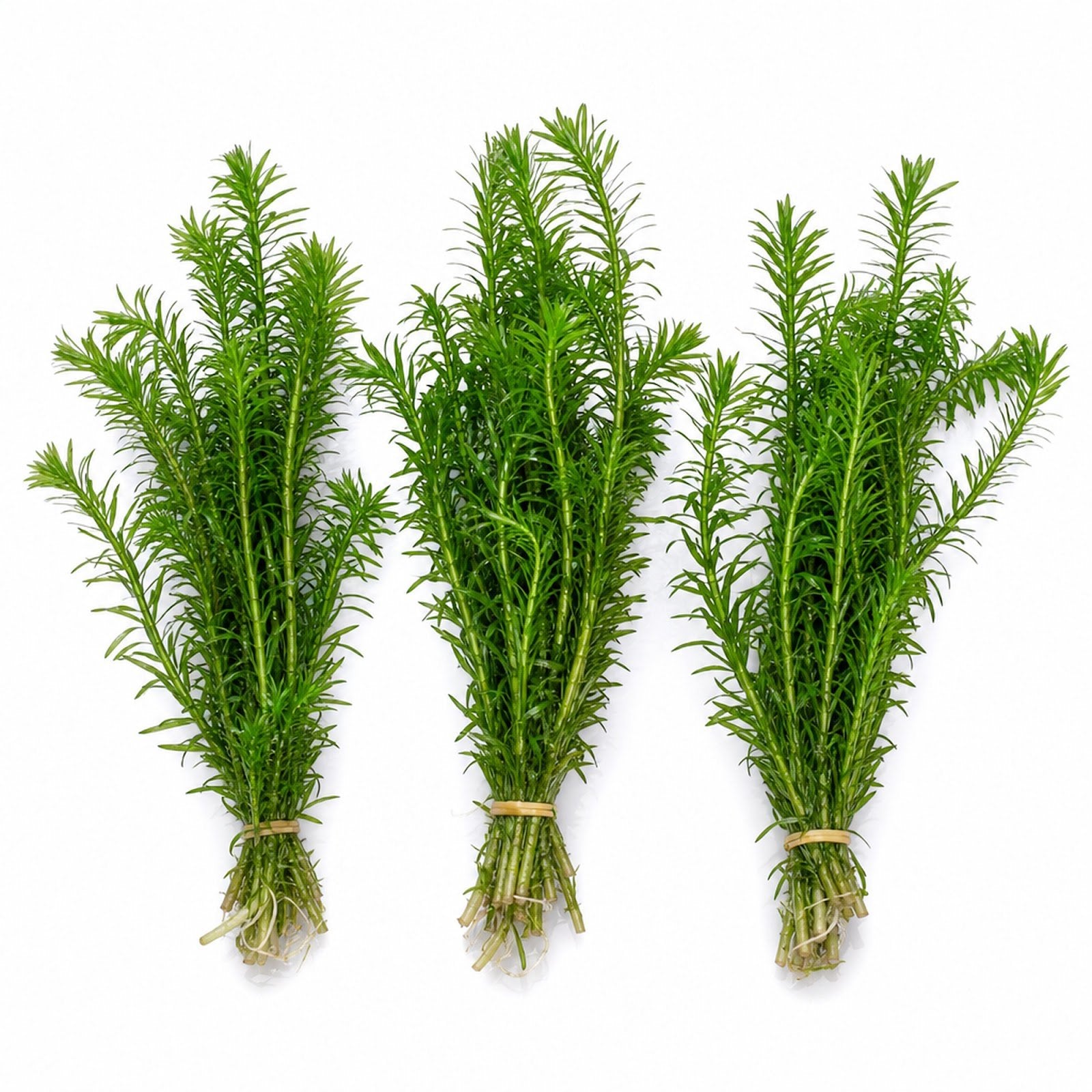 Limnophila Hippuridoides – Live Freshwater Aquarium Plant