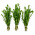 Limnophila Hippuridoides – Live Freshwater Aquarium Plant