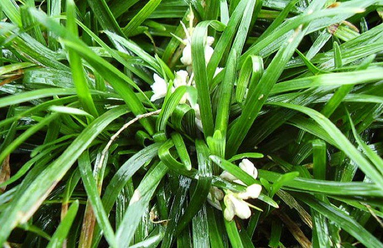 Mondo Grass (Ophiogon Japonica)