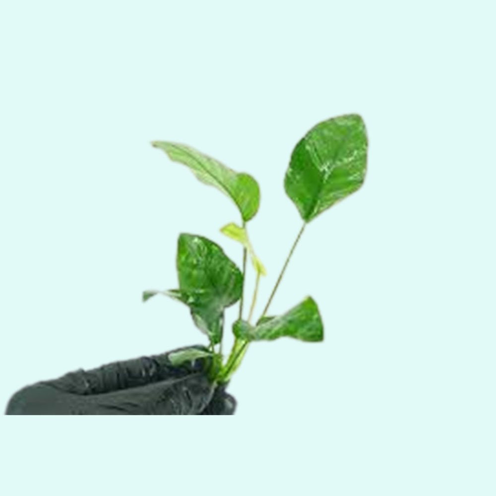 Anubias Barteri - Image 76 of 80