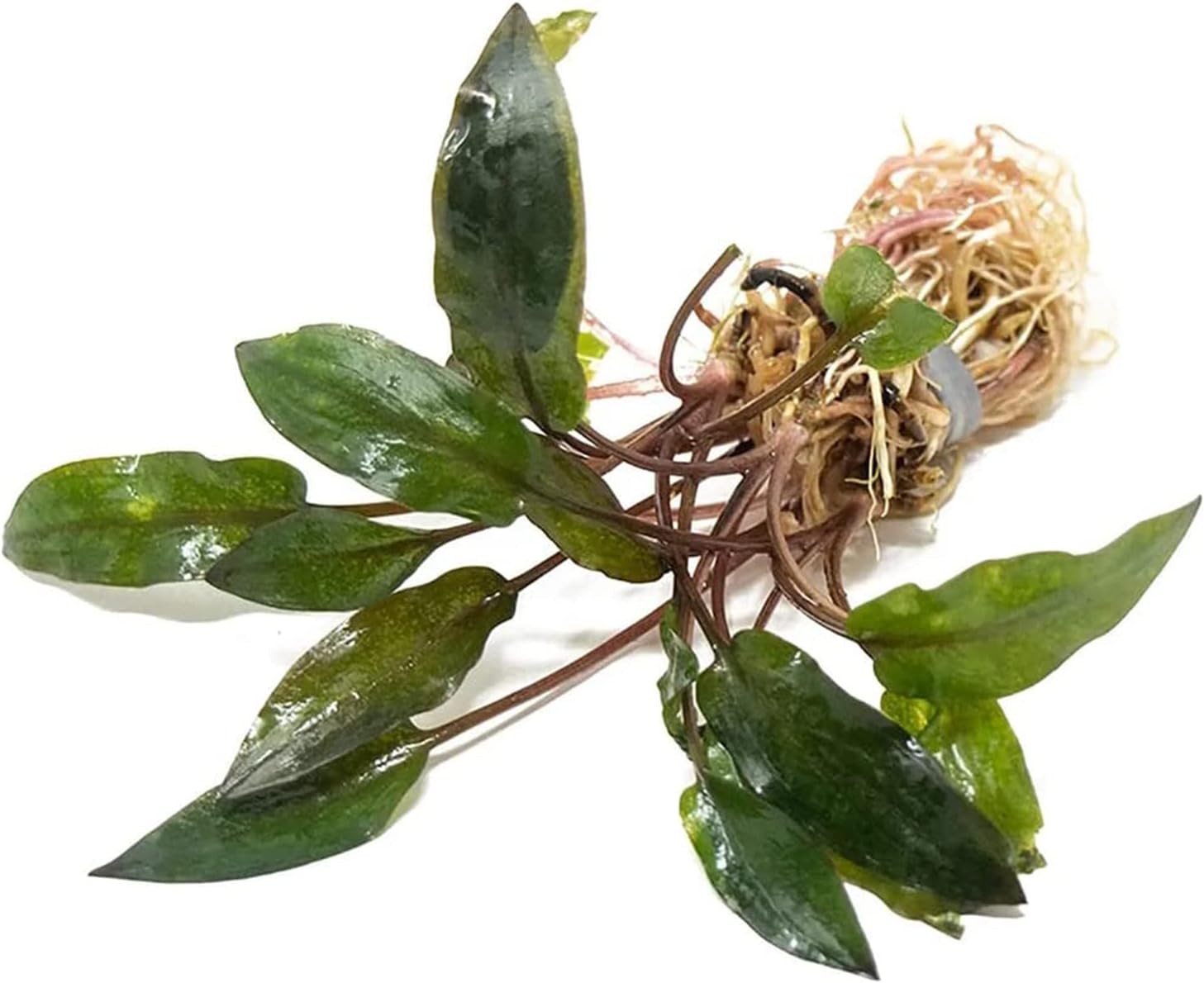 Cryptocoryne Wendtii ‘Red’ – Bare Root Live Aquarium Plant