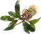 Cryptocoryne Wendtii ‘Red’ – Bare Root Live Aquarium Plant