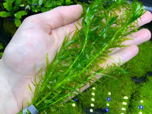 Anacharis Egeria Densa in 2 Inch Pot Live Aquarium Plants - Image 5 of 6