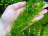 Anacharis Egeria Densa in 2 Inch Pot Live Aquarium Plants - Image 5 of 6