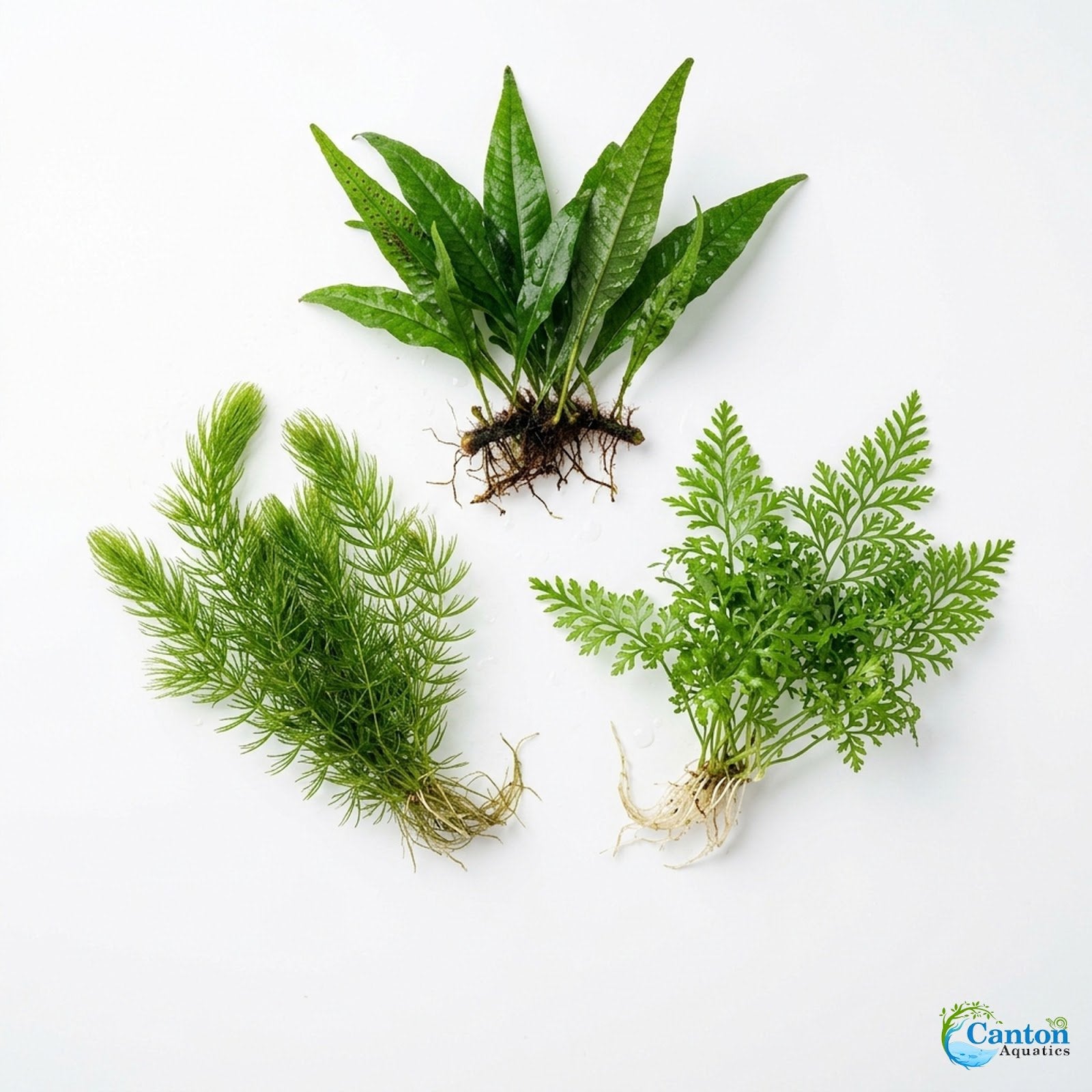 Axolotl Live Plants Bundle