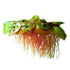 Red Root Floater Phyllanthus Fluitans