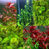 Aquarium Plant Bundle – Ludwigia, Bacopa & Cabomba (18 Stems)