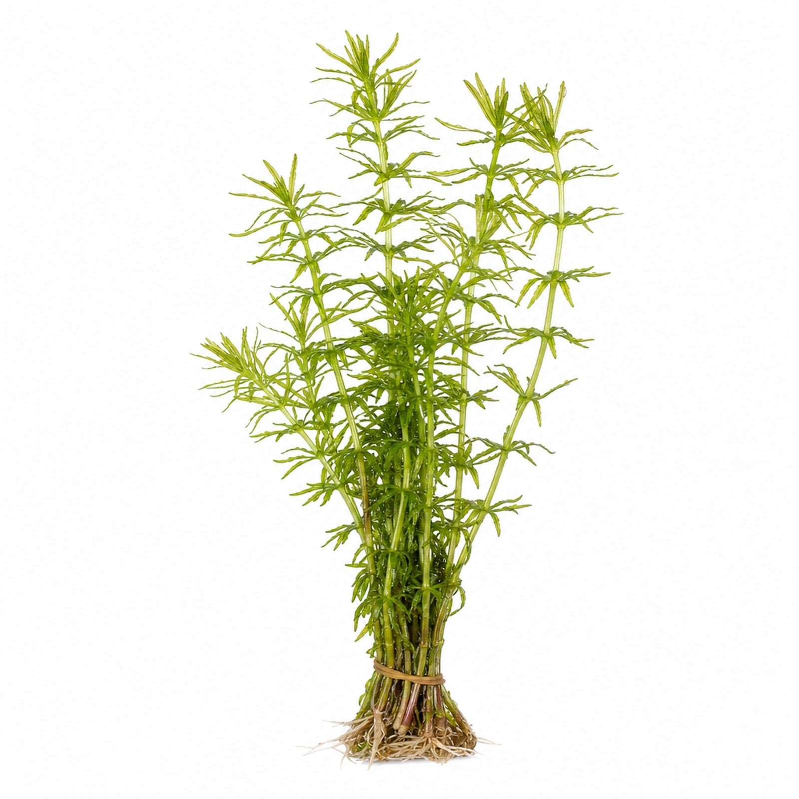Mermaid Hygro (Proserpinaca palustris) – Live Aquarium Plant