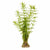 Mermaid Hygro (Proserpinaca palustris) – Live Aquarium Plant