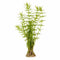 Mermaid Hygro (Proserpinaca palustris) – Live Aquarium Plant