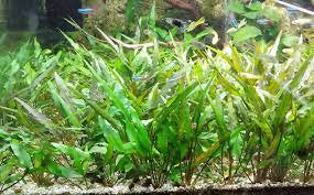 Cryptocoryne Lutea