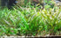 Cryptocoryne Lutea