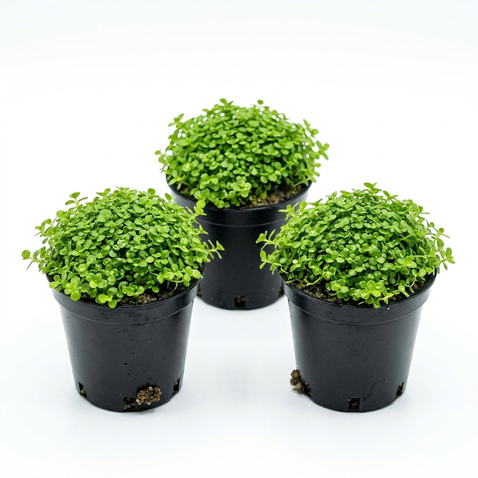 Micranthemum 'Monte Carlo' - Live Freshwater Carpet Aquarium Plant