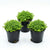 Micranthemum 'Monte Carlo' - Live Freshwater Carpet Aquarium Plant