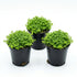 Micranthemum 'Monte Carlo' - Live Freshwater Carpet Aquarium Plant