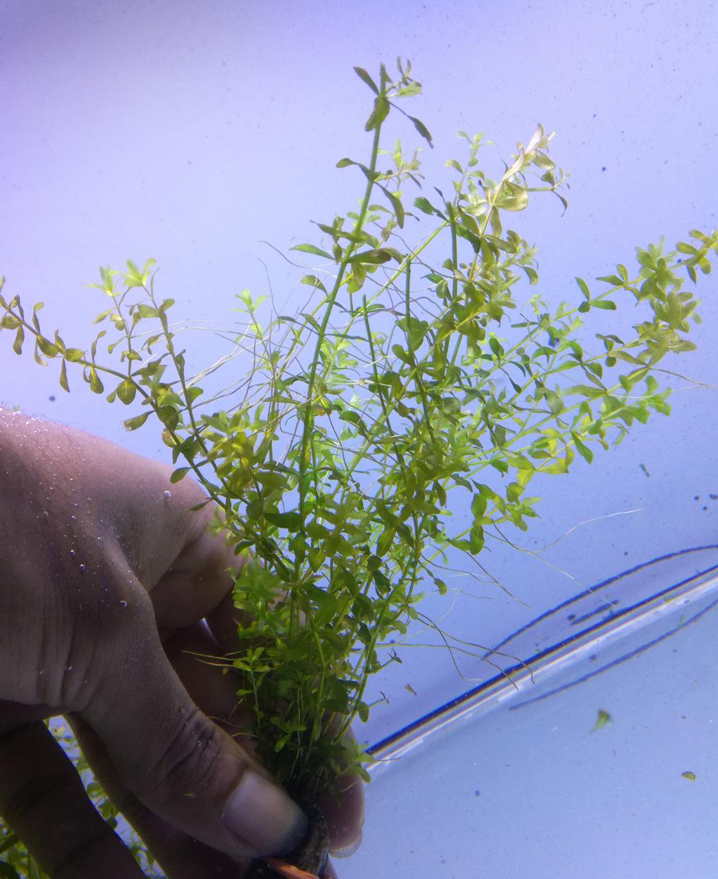 Pearl Weed (Hemianthus Micranthemoides) – Live Aquarium Plant
