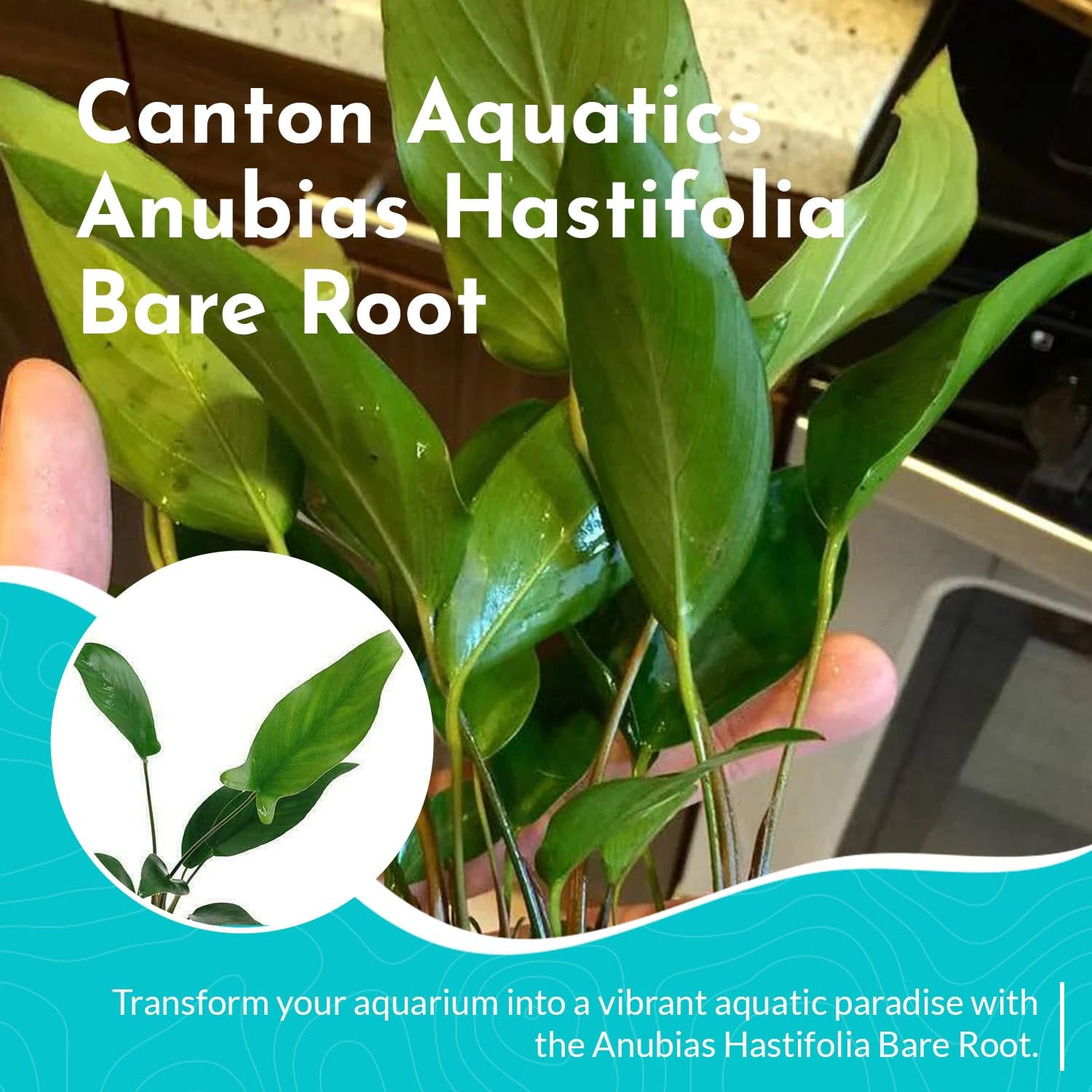 Anubias Hastifolia