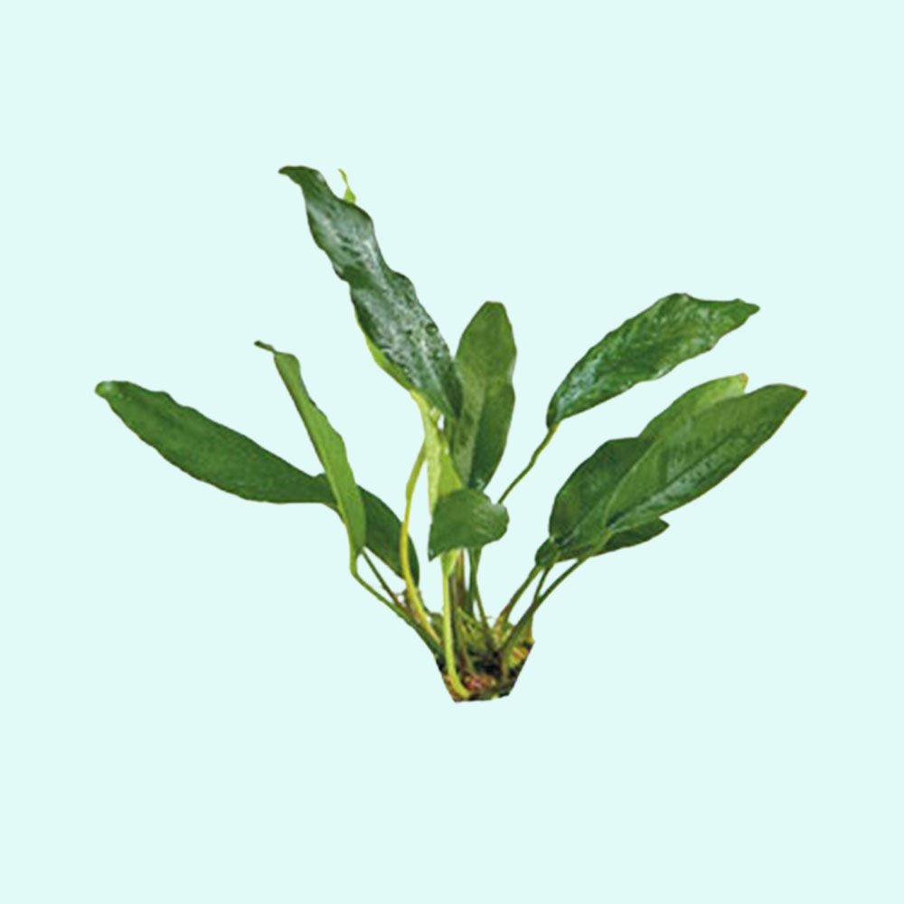 Anubias Afzelii - Image 1 of 40