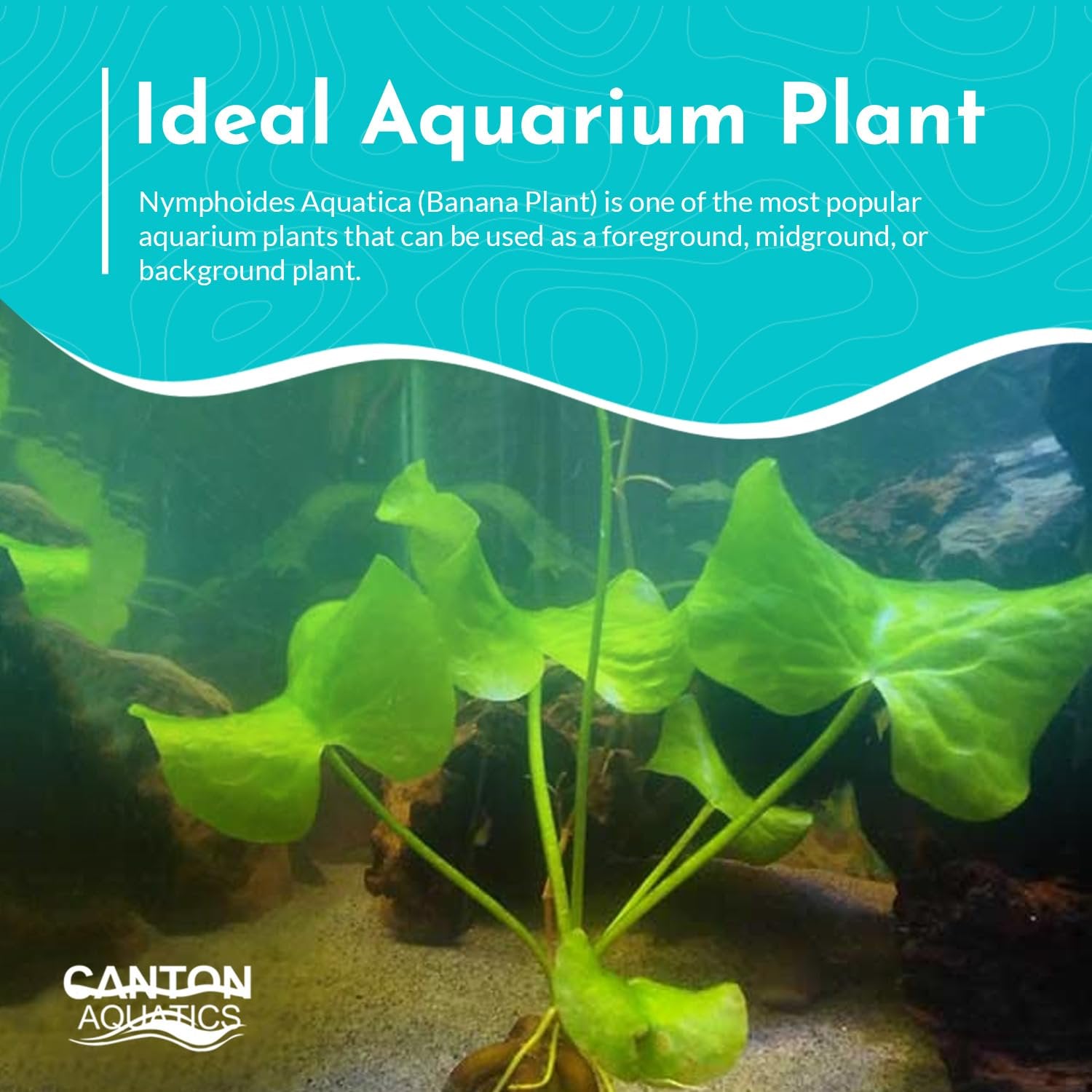 Banana Plant (Nymphoides Aquatica)
