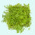 Dwarf Baby Tears Micranthemum Umbrosom