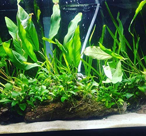 Anubias Minima Bare Root - Image 31 of 40