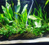 Anubias Minima Bare Root - Image 31 of 40