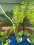 Parrot’s Feather (Myriophyllum aquaticum) – Live Aquarium & Pond Plant