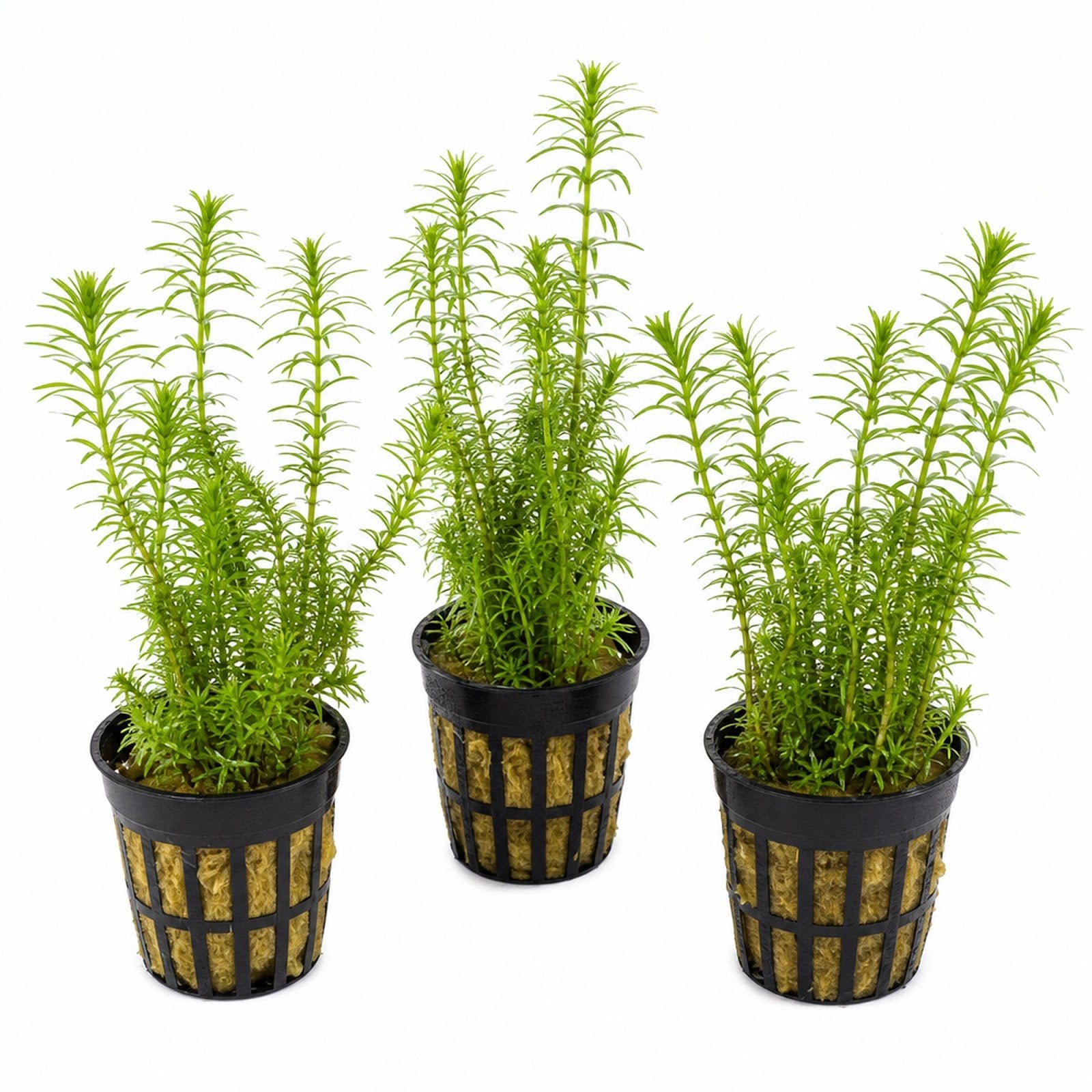 Limnophila Hippuridoides – Live Freshwater Aquarium Plant
